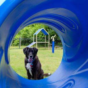 Onsite dog park with agility equipment at Camden Franklin Park