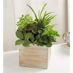 A lush garden that creates a mini oasis in any space. Our classic dish garden is designed with a variety of shapes & shades of fresh green plants for lasting beauty. Complementing the arrangement is our grey-washed wooden cube, featuring soft, natural tones and textures that add warmth to any décor, while bringing instant happiness to somebody’s day.