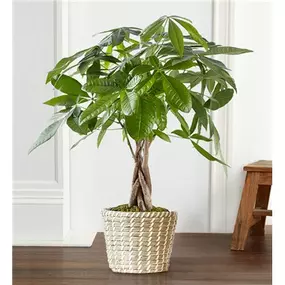 Known in certain cultures to bring good luck and fortune, the Money Tree offers a wealth of benefits—from dressing up the décor with its cool, braided trunk to bringing a fresh energy to any space. And according to Feng Shui practice, it can help reduce stress and anxiety. Details: Money Tree Plant features a uniquely braided trunk with clusters of green leaves at top Container may vary Medium measures overall approximately 28-30