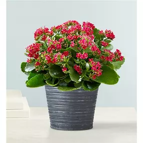 Put the bright spot in somebody’s day with our cheerful kalanchoe plant. Long-lasting and easy-to-care for, this tropical succulent features full, shiny leaves and tiny blooms, bringing color and style to any space. Kalanchoe plant arrives budding and ready to bloom Plant color and container may vary based on availability Measures overall approximately 6