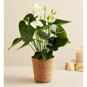 With its white heart-shape petals and lavish glossy leaves, this anthurium plant is certain to dazzle. Its woven basket adds rich texture and timeless charm.