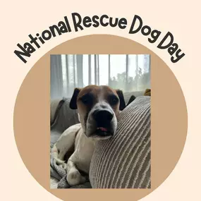 ???? Happy National Rescue Dog Day! ???? Today, let's celebrate Glen (pictured) and all the amazing rescue pups out there who have found their forever homes. Remember, when you adopt a rescue dog, you're not just saving their life, they're also saving yours with their unconditional love and loyalty. Share a photo of your rescue pup below! #NationalRescueDogDay #AdoptDontShop ????????