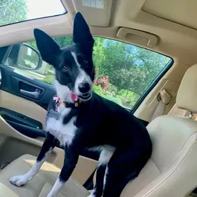 Bandit is road-tripping and living his best life! Call us today for a free auto insurance quote!