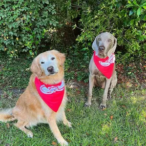 The face you make when your owners are late to the pawty! Happy belated #NationalDogDay to all our furry State Farm friends!