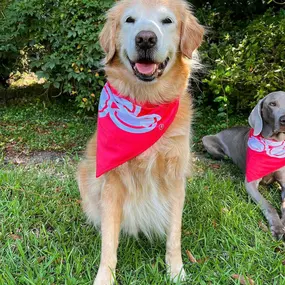 The face you make when your owners are late to the pawty! Happy belated #NationalDogDay to all our furry State Farm friends!