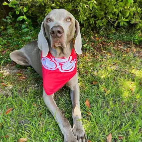 The face you make when your owners are late to the pawty! Happy belated #NationalDogDay to all our furry State Farm friends!