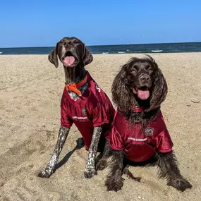 Celebrating National Pet Day and the Women’s Basketball National Champs, Go Gamecocks! ????