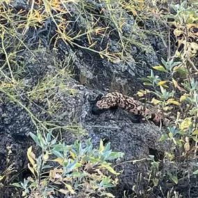 Another cool and gorgeous morning on the mountain. Saw this guy a few days ago. Didn’t
realize he was a Gila Monster until a friend told me!