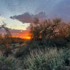 Arizona desert