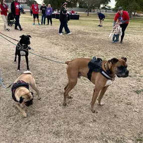 We are having fun and meeting people at the Boxer Luv Rescue run!!