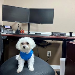 Lynette is out of the office, and Milly is filling in for her...we love having her here, but we are not sure she is getting much work done????