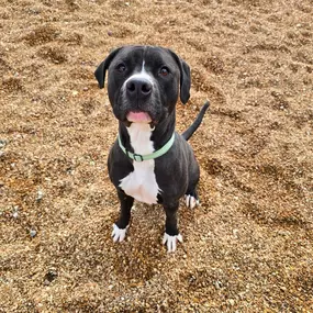 Say Hello to our April Adoption Dog Maliketh! 
I`m a tall, dark, and handsome boy who loves to rough house and play tug-of-war. I would be best as the only dog in the household at this time, as I like all of the attention on me. I am a certified snuggle bug and lover boy.   Contact the FCHS to set up a time to visit Maliketh!  All adoption fees and a $150 PetSmart gift card provided by Jim Feighery State Farm Offices!