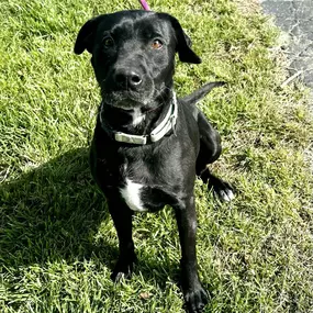 Meet Raven, a 5½-year-old beauty with a big personality and an even bigger heart! She’s been patiently waiting over 135 days for her forever family to hop into her life and what better time than this Easter season to give her the fresh start she deserves?

Raven loves being the center of attention and thrives on one-on-one time with her favorite humans. She’ll happily curl up and convince you she’s a lap dog. Full of excitement, she can be a little strong on the leash at first, but once she’s ha