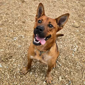 Meet Flappy Bob!

This nearly 3-year-old, 60-pound bundle of joy is truly one of the happiest dogs you’ll ever meet. Full of zest and personality, Flappy Bob brings his own kind of sunshine wherever he goes. He’s playful, independent, and always manages to entertain himself with goofy antics and zoomies.

Flappy Bob thrives in an active environment and would do best with a person or family who enjoys keeping up with his energy and enthusiasm. He can be a bit too energetic for some dogs. He is wo