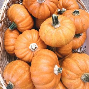 Our pumpkins are here!! We have so many different options! Come stop by and check them out! ????