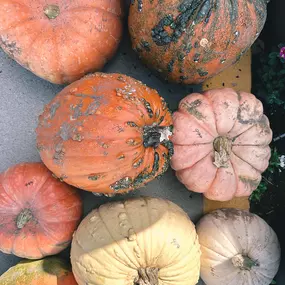 Our pumpkins are here!! We have so many different options! Come stop by and check them out! ????