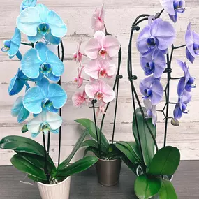 We have new orchids in brand new colors!! Get yours while supplies last!!