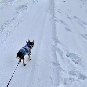 Charlie the dog knows what it means to be prepared for the cold weather, so be more like her this winter and make sure you are prepared! Here are some tips:
1. Drip your faucets 
2. Insulate your outside water spigots 
3. Keep your garage closed as much as possible
3. Don’t take your 8 lb dog for a walk in the snow
Stay warm, people!!