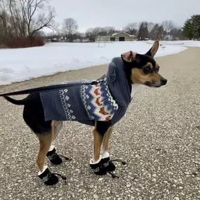 Charlie the dog knows what it means to be prepared for the cold weather, so be more like her this winter and make sure you are prepared! Here are some tips:
1. Drip your faucets 
2. Insulate your outside water spigots 
3. Keep your garage closed as much as possible
3. Don’t take your 8 lb dog for a walk in the snow
Stay warm, people!!