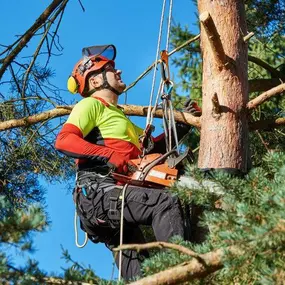 Bild von Tennett Tree Services Inc