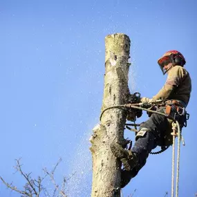 Bild von Tennett Tree Services Inc