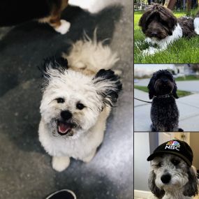 Happy National Dog Day! Especially to the #FishersAgent pet family: Stella, Hattie Mae, Peanut, and Jersey!
Protect your furry friend with pet insurance.
Contact us today for a quote.