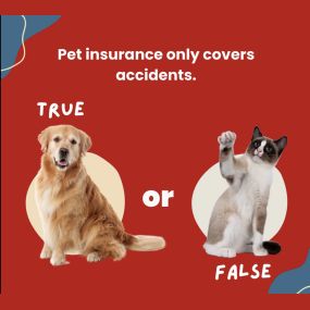 This is actually a myth! Pet insurance often includes coverage for accidents and illnesses, and some plans even extend to wellness and routine care, such as vaccinations and check-ups. Curious about how to safeguard your furry friends with pet insurance?