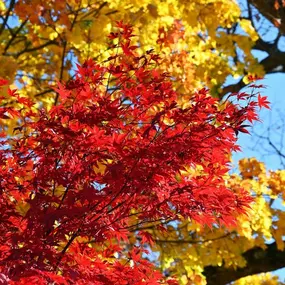 Colorful maples on Oak Street in Brattleboro still shine.