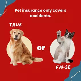 This is actually a myth! Pet insurance often includes coverage for accidents and illnesses, and some plans even extend to wellness and routine care, such as vaccinations and check-ups. Curious about how to safeguard your furry friends with pet insurance?

Contact our office or pay us a visit today! ????