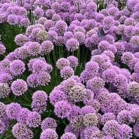 The arrival of spring brings a stunning display of flowers, symbolizing hope and new opportunities. As an insurance agent, I am here to help you safeguard your loved ones while you enjoy the beauty around you.