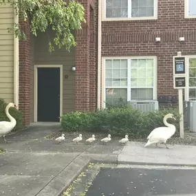 Property swans Ike and Tina with the family