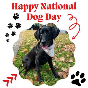 Happy #nationaldogday to our good girl, Dixie!