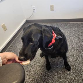 Fiona loves her customers! Thank you Denise & Richard! Did you know State Farm insures bakers? Even dog treat bakers! Call Nicole Hibbard State Farm today!