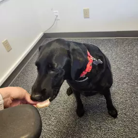 Fiona loves her customers! Thank you Denise & Richard! Did you know State Farm insures bakers? Even dog treat bakers! Call Nicole Hibbard State Farm today!