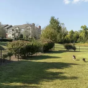 Pet Park