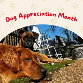 April is here, and you know what that means — it's Dog Appreciation Month! Whether they're professional couch cuddlers or fetch champions, let's honor our furry friends, like Patrick’s pups Elizabeth (Boxer) and Lulu (Golden Retriever), who make our lives infinitely more tail-waggingly joyful.