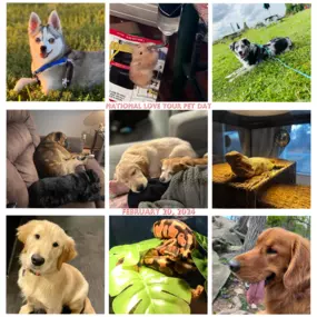 National Love Your Pet Day was last month and we just can't get over our furry (and scaly) friends! ????❤️ Here's a photo fest featuring all sorts of beloved companions! ???? We’re paws-itive you’ll love these adorable pics as much as we do!