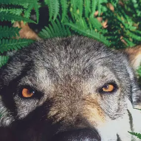 Wolf