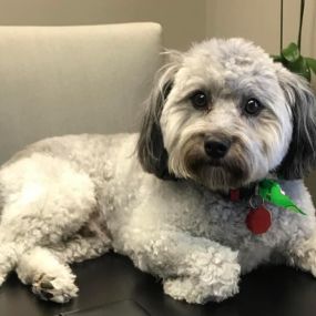 Today is National Dog Day! Celebrate with us by sharing a pic of your dog. Here’s our Zeke! He’s a mini-Aussiedoodle and truly a member of our family!