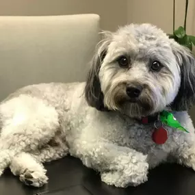 Today is National Dog Day! Celebrate with us by sharing a pic of your dog. Here’s our Zeke! He’s a mini-Aussiedoodle and truly a member of our family!