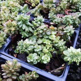 This list of Native Perennials gives you an idea of what we may have in stock (or can order from one of our trusted suppliers.) Of course, supply and seasonal availability may play a factor, so we’ll advise you if you’re looking for something specific.