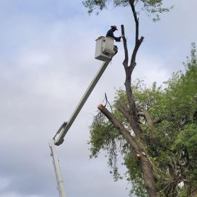 Bild von Ginez Tree Service Fully Insured