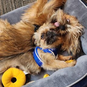 First day on the job for our newest office dog, and he is already goofing off!