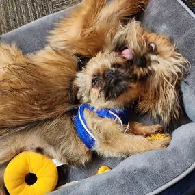 First day on the job for our newest office dog, and he is already goofing off!