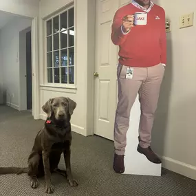 Everyone meet our new office mascot, Olive! She is a Weimaraner Lab mix and just turned 1! 
She loves belly rubs and seeing new people. Come by to meet her or even give her a treat!