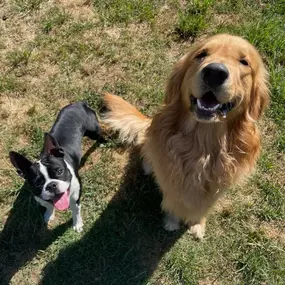Happy National Pet Day to the ones who make our lives paw-sitively better! Here’s to belly rubs, treat binges, and unconditional love. Give your furry friend some extra love today!
