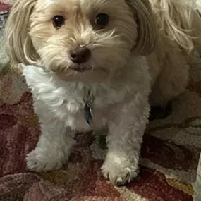 Happy National Pet Day to the ones who make our lives paw-sitively better! Here’s to belly rubs, treat binges, and unconditional love. Give your furry friend some extra love today!