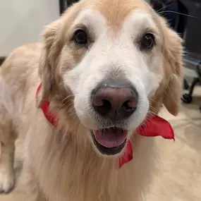 #throwbackyesterday was National Golden Retriever Day! Meet Boomer, our delightful director of first impressions. We love you tons, buddy! ❤️ ????