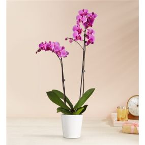 The epitome of elegance, our purple Phalaenopsis orchid features two tall, graceful stems that cascade up to showcase multiple blooms.