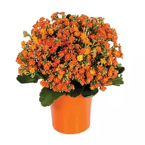 Surprise someone special with a tropical treat for the senses. Our expert florists have hand-selected gorgeous blooming kalanchoe plants and placed them in classic woven baskets, ready to add the plant's symbolic lasting affection to birthdays, housewarmings and expressions of friendship.